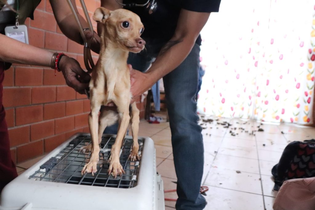 Gobierno de Texmelucan, FGE, MARINA e IBA realizan primer cateo estatal de seres sintientes.