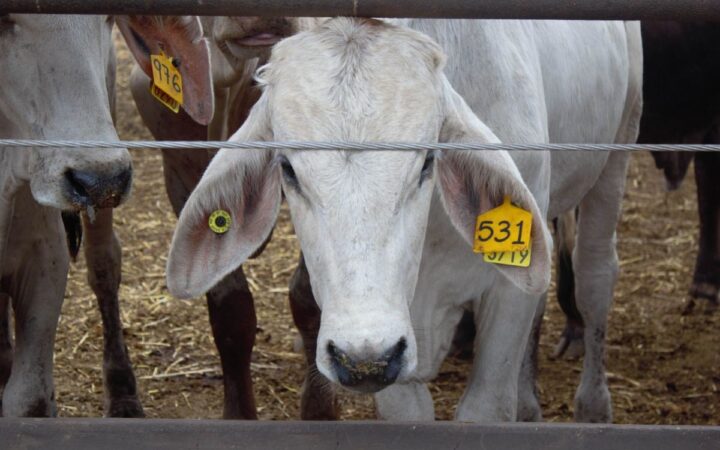 Por gusano barrenador, Estados Unidos cierra su frontera al ganado mexicano 