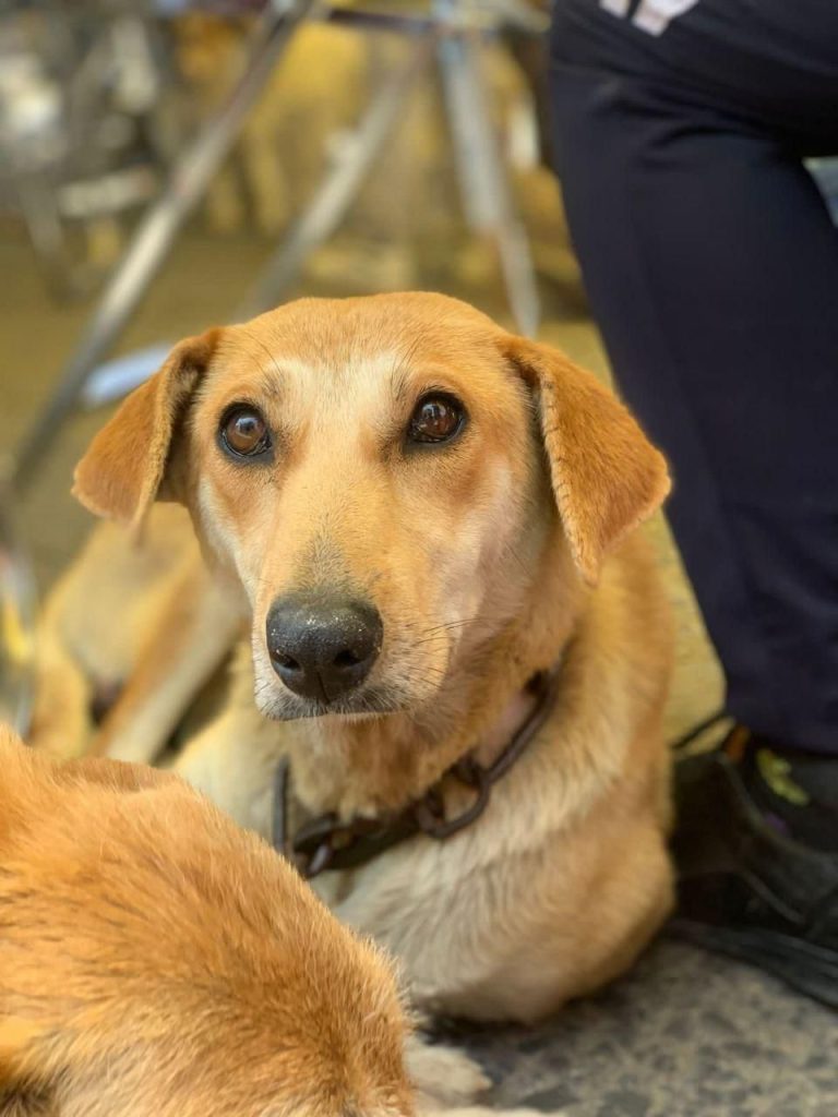 Atiende Gobierno de la Ciudad a mascotas en Guadalupe Xonacatepec y Romero Vargas