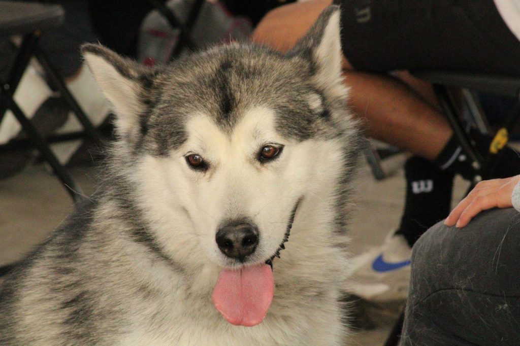 Promueve el Gobierno de la Ciudad bienestar animal en más zonas de la capital poblana
