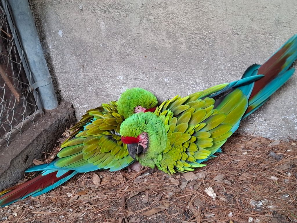 Flor del Bosque: un ecosistema sano que alberga vida