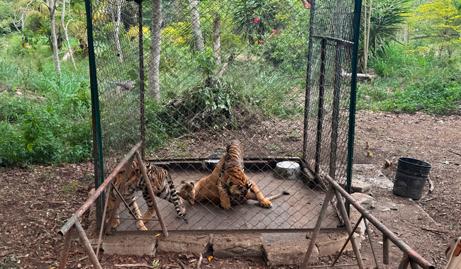 Profepa asegura 75 ejemplares silvestres en UMA de Veracruz por irregularidades y faltas al trato digno