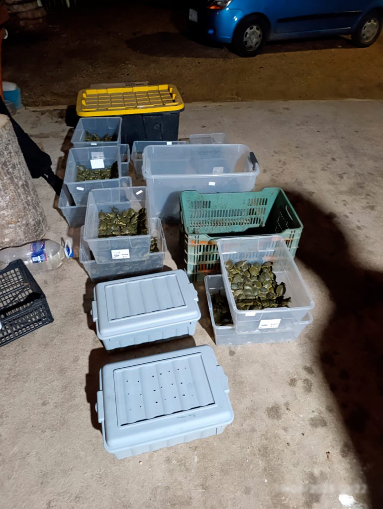 Aseguran 3,427 crías de tortugas hicotea transportadas ilegalmente, en San Cristóbal de las Casas