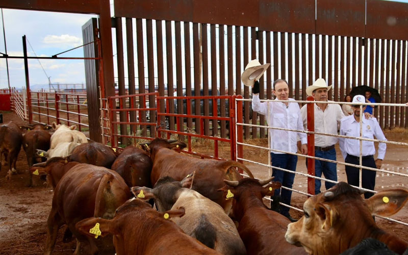 México reanuda exportación de ganado en pie