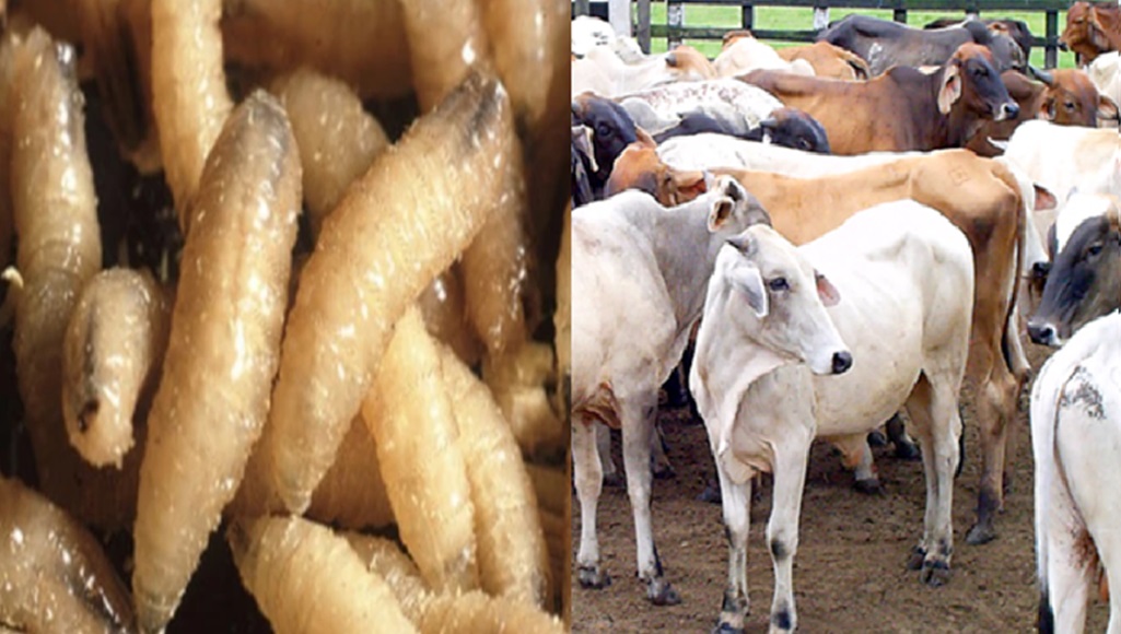 Se reportan 40 casos por gusano barrenador en Veracruz