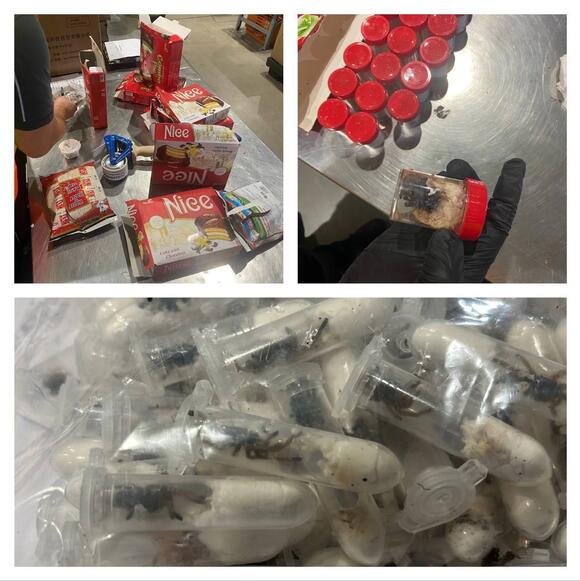 Descubren 1.500 tarántulas ocultas en envoltorios de galletas en la aduana de un aeropuerto en Alemania