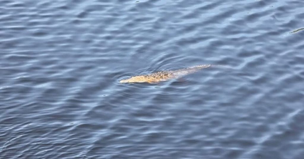 Un niño de 14 años fue devorado por cocodrilos en la comunidad de Barra de Santa Ana, Michoacán