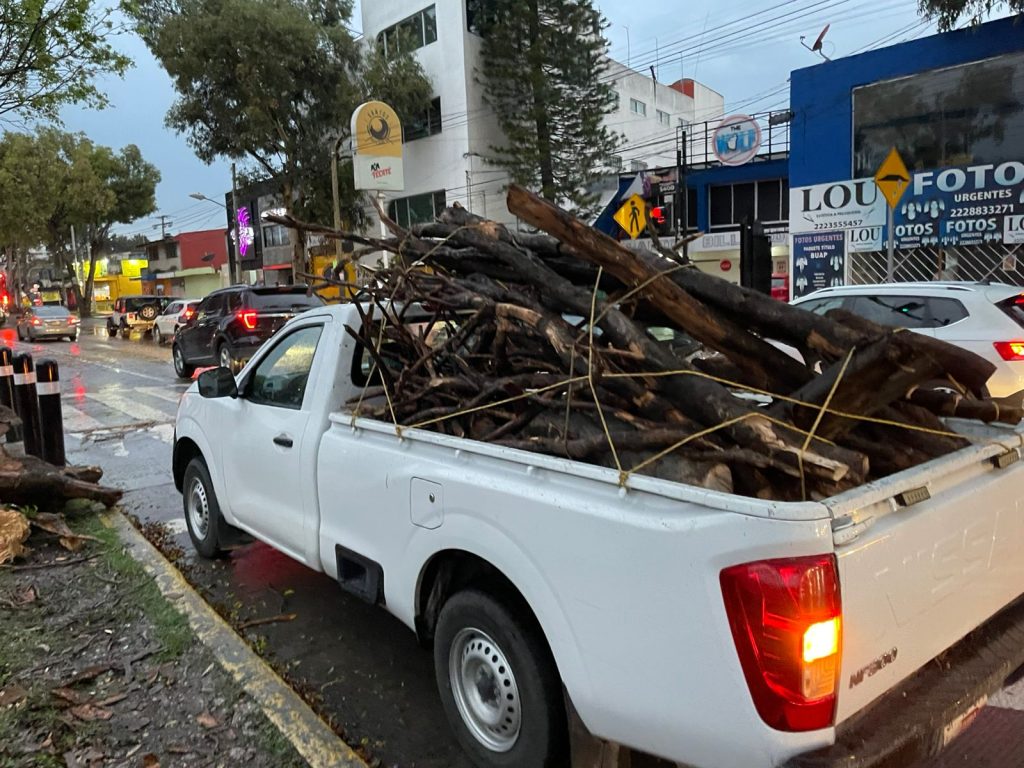 Atiende Protección Civil caída de árbol frente a Ciudad Universitaria