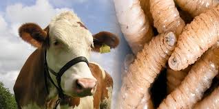 Estados Unidos frena otra vez comercio de ganado vivo con México, por gusano barrenador