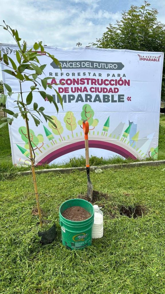Refuerza Gobierno de la Ciudad reforestación con más de 964 árboles plantados
