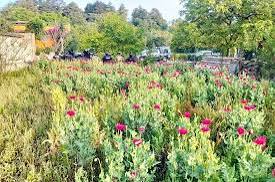 Detectan plantío de amapola en Atempan; aseguran más de 400 plantas