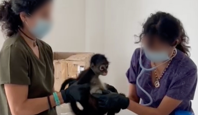 Profepa colabora con la FGR en dos casos de tráfico de vida silvestre, en Veracruz