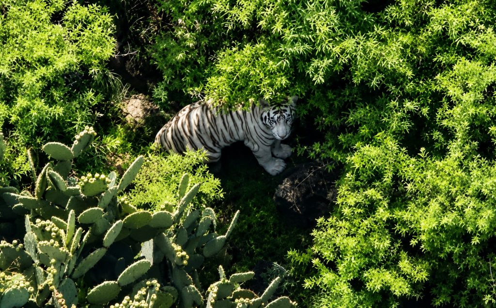 Localizan con vida a tigre de Bengala blanco que escapó en Edomex