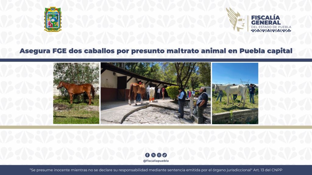 Mediante operativo interinstitucional, asegura FGE dos caballos por presunto maltrato animal en Puebla capital