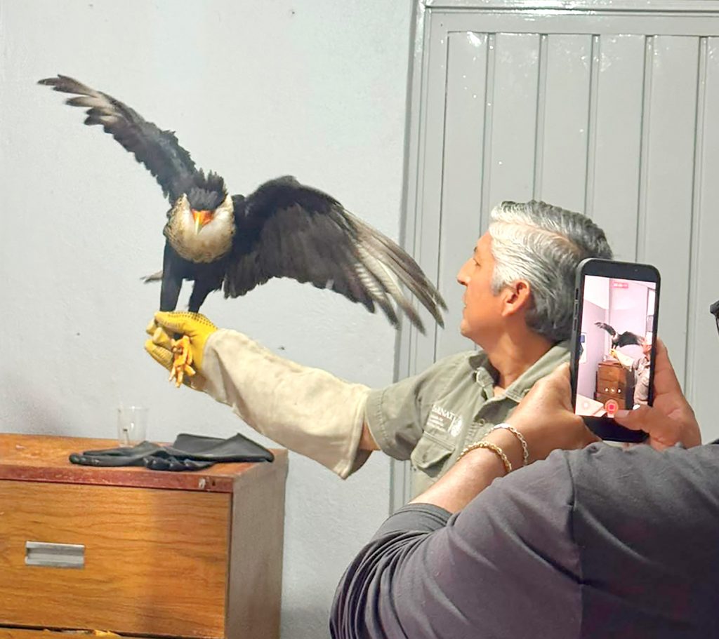 DIF MUNICIPAL Y GOBIERNO DE TEXMELUCAN FORTALECEN LA PROTECCIÓN DE LA FAUNA SILVESTRE CON ATENCIÓN OPORTUNA