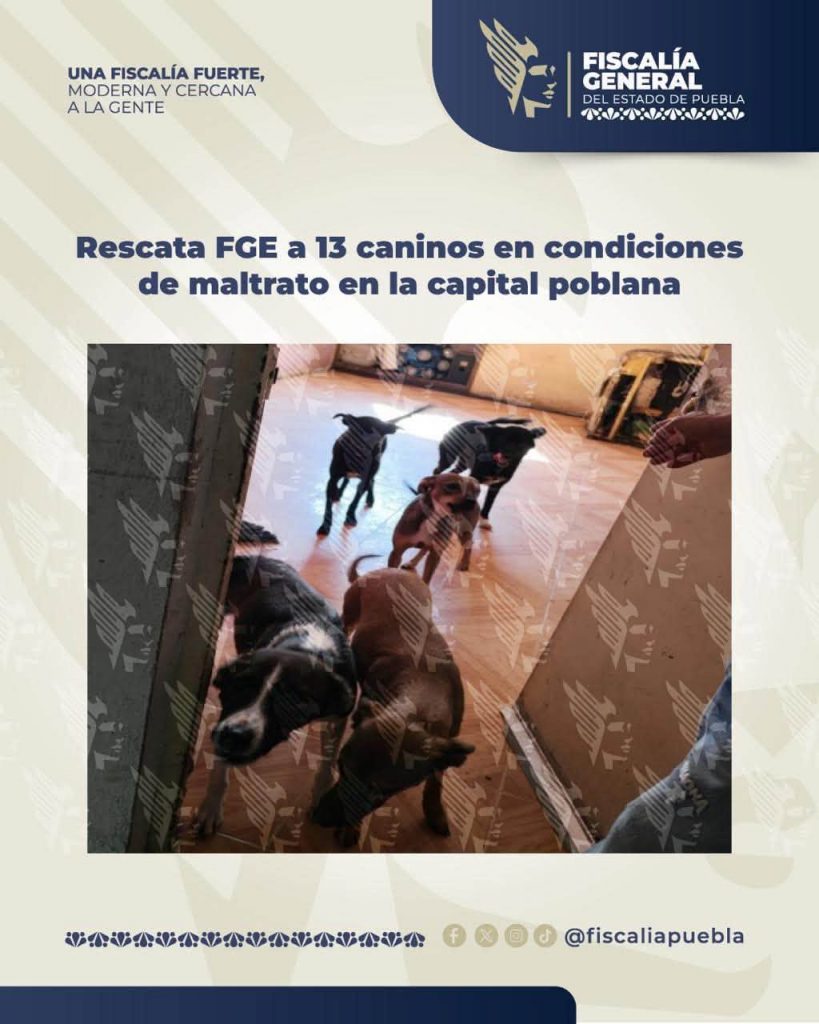 Rescata FGE a 13 caninos en condiciones de maltrato en la capital poblana