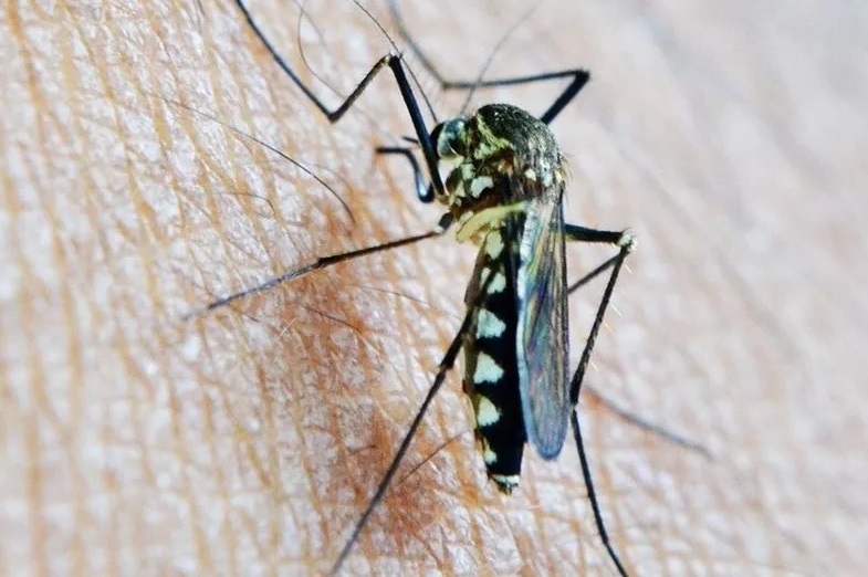 Virus del Nilo Occidental registra casos locales en 12 países de Europa