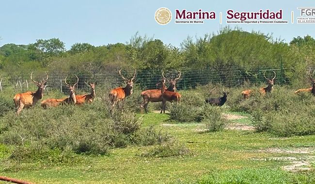 MARINA, FGR Y SSPC Aseguran cinco inmuebles y más de 130 animales exóticos en Tamaulipas.