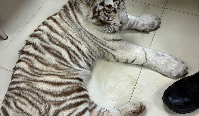 Traslada Profepa a cachorra de tigre de bengala asegurada en CDMX a sitio de atención y recuperación