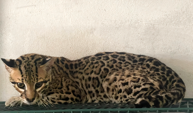 Coadyuva Profepa en la identificación de vida silvestre encontrada en cateo realizado en Tamaulipas