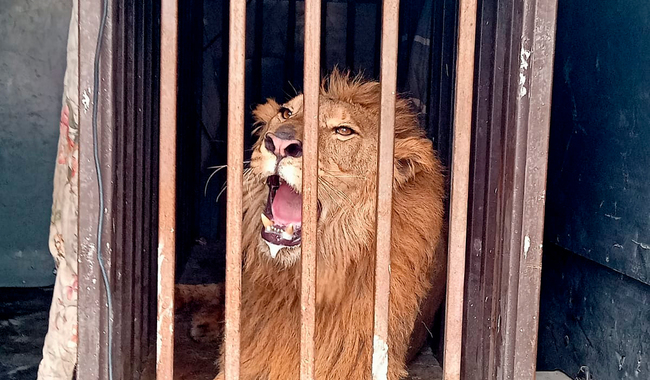 Rescata Profepa león africano abandonado en un domicilio de Tamaulipas