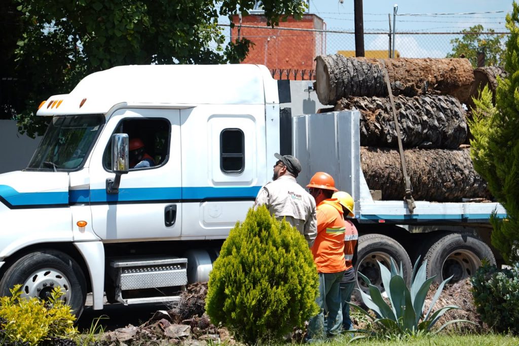 Suma Gobierno de Pepe Chedraui colaboración con Africam Safari para dar segundo uso a troncos de palmeras retiradas en La Paz
