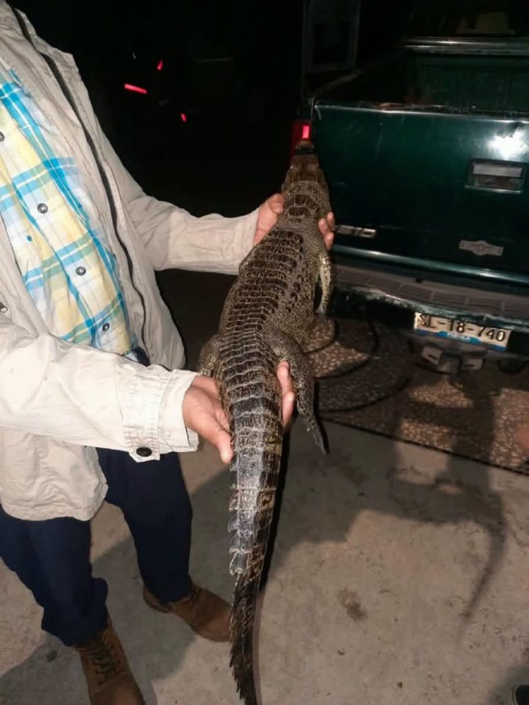 Capturan a "Fugaz", el cocodrilo de la Laguna de San Baltazar, tras semanas de búsqueda