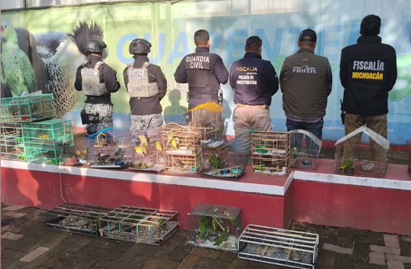 Interpol decomisa más de 1,000 animales traficados y detiene a 233 personas en América Latina y el Caribe