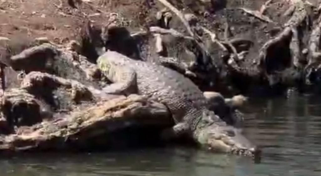 Cocodrilo bebé permanece en la laguna de San Baltazar; descartan que haya escapado tras las lluvias