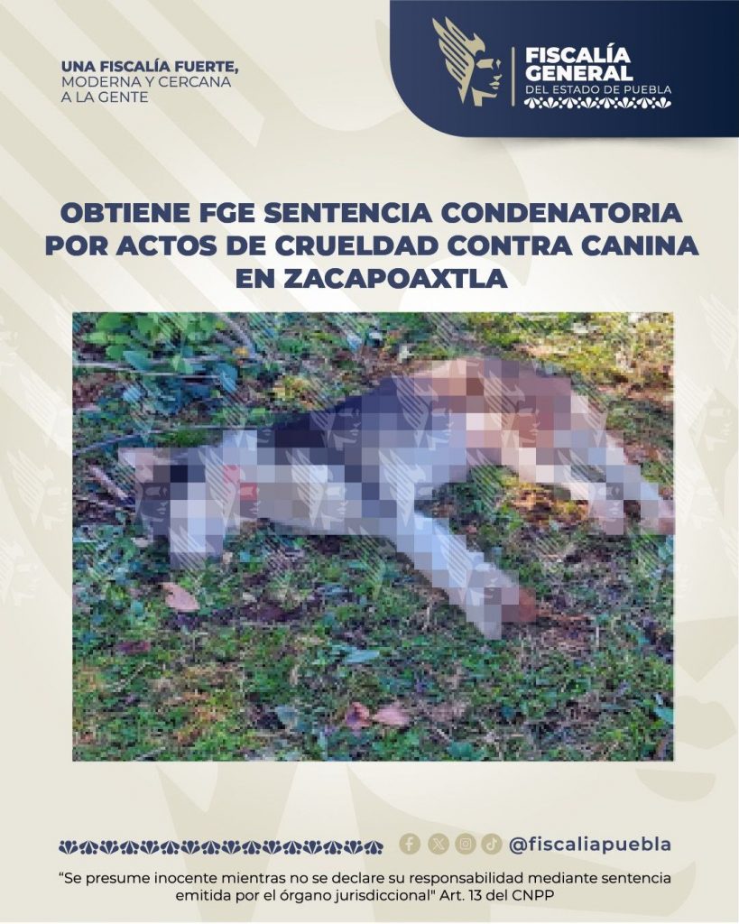 Obtiene FGE sentencia condenatoria por actos de crueldad contra canina en Zacapoaxtla