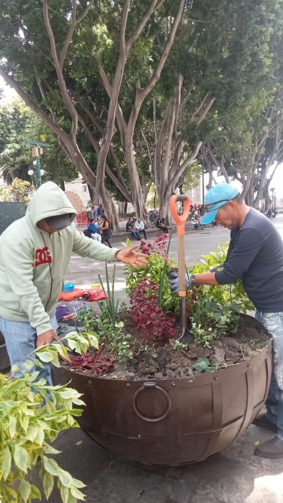 Impulsa gobierno de Pepe Chedraui la reforestación en Puebla capital con Raíces del Futuro