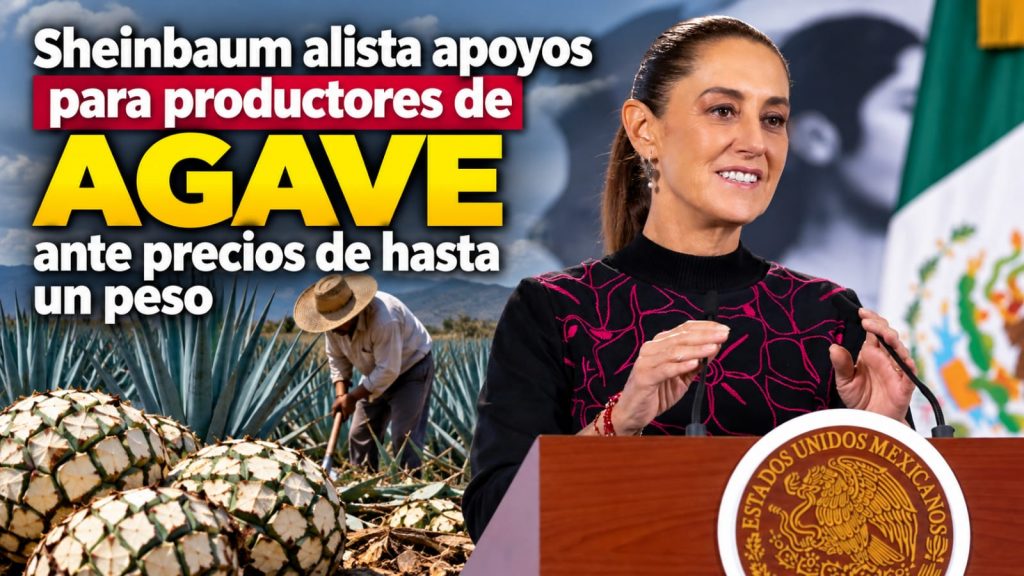 Sheinbaum alista apoyos para productores de agave ante precios de hasta un peso