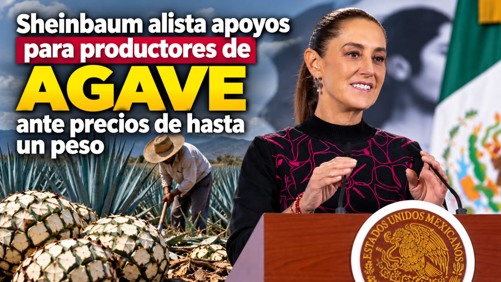 Sheinbaum alista apoyos para productores de agave ante precios de hasta un peso